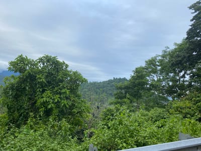 The image shows a dense green forest with lush vegetation and trees. The sky is overcast with a light gray and white cloudy sky. In the mid-ground, there are several dark-colored monkeys perched on branches of trees. In the background, a hilly landscape covered in trees stretches into the distance. A metallic railing runs along the bottom right of the frame, suggesting a roadside viewpoint. The overall scene depicts a natural, untamed environment.