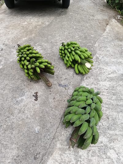 The scene depicts three distinct bunches of unripe green bananas resting on a textured, light gray concrete surface in Ulunaron, Indonesia. The top left bunch consists of numerous small, cylindrical green bananas attached to a dark, thick stem. The top right bunch is similarly composed of numerous green bananas, one of which exhibits a fresh cross-section revealing a white interior. The bottom right bunch features broader, flatter, and slightly lighter green bananas, also on a dark stem. The concrete shows signs of weathering, including minor cracks and dark, irregularly shaped stains. In the background, the lower portion of a dark-colored vehicle, including a tire on the left, is visible. Sparse green vegetation is present along the extreme right edge of the frame.