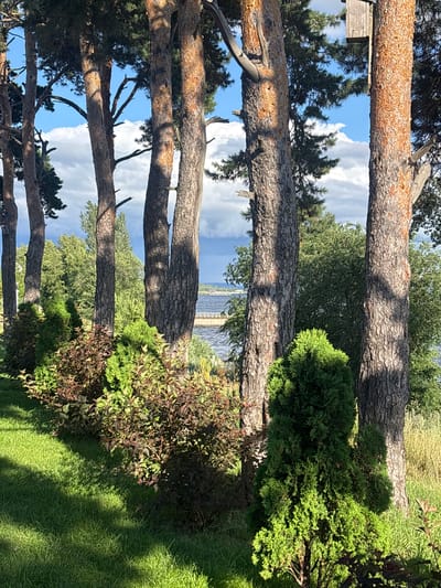 This is a daytime, eye-level, full-shot photograph of a scenic area with a natural setting. The image features several large pine trees with textured bark in the foreground, casting shadows on a well-maintained green lawn. Behind the trees, a body of water is visible, with a bridge or pier structure in the distance. The background is a lush green landscape with various trees and foliage, under a sky with scattered white clouds. A wooden birdhouse is mounted on one of the trees in the upper right portion of the image. The location is identified as Volzhskiy Utes, Russia. There are no people or animals present in the image. The overall mood is tranquil and natural.
