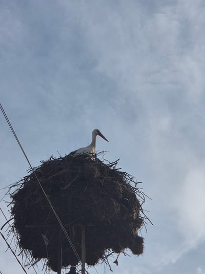 A low-angle shot depicts a stork nestled in its substantial nest, perched atop a utility pole in Mechkarevo, Bulgaria. The nest, a bulky structure of intertwined branches and debris, dominates the right side of the frame. A white stork, identifiable by its long red beak and predominantly white plumage, stands within the nest, with its head and neck visible. Electrical wires run near the nest, intersecting the lower portion of the frame. The background features a cloudy sky.