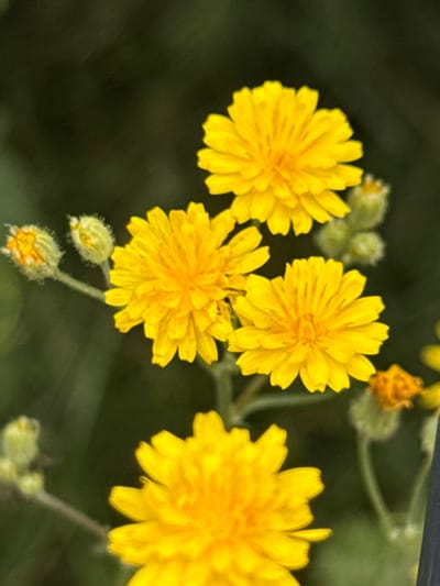 A macro shot captures several yellow flowers with pointed petals and fuzzy buds against a dark, blurred background. The flowers are illuminated by natural light, highlighting their vibrant color and delicate textures. The overall impression is one of natural beauty and delicate detail. The location is confirmed as Kołczewo, Poland.