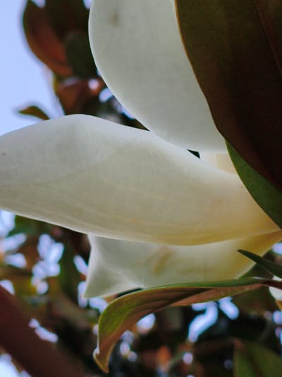 A close-up, low-angle, upward shot captures a large, white magnolia flower in bloom. The petals are thick and waxy, with a soft, creamy texture. Some petals are partially unfurled, revealing layers within. The flower is set against a backdrop of dark green leaves and a bright blue sky. The image is a detailed study of the magnolia's form and texture, with a shallow depth of field that blurs the background.