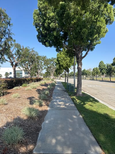 The image shows a paved sidewalk alongside a street in Fontana, California, United States of America. The sidewalk is lined with green grass on one side and a landscaped area with mulched ground and ornamental grasses on the other. Mature trees with dense green foliage are planted along the sidewalk and in the distance, creating a shaded pathway. A white building with large windows is visible behind the landscaping on the left side of the image. The street is asphalt and appears to be a multi-lane road with painted markings. The sky is clear and blue, indicating a sunny day. There are no people or vehicles visible in the immediate vicinity.