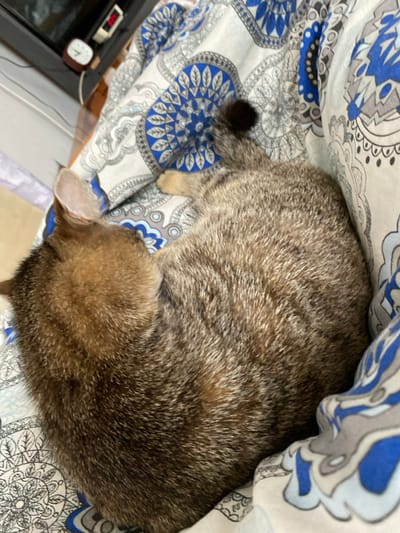 In Sredkovets, Bulgaria, an indoor scene depicts a short-haired domestic cat curled on a patterned textile surface. The cat, exhibiting a brown and black tabby or brindle coat, is positioned on its right side, with its head tucked in and its left ear visible. Its tail is curled around its body, displaying a dark, spherical tip. The cat's body is compact, indicating rest or sleep. The textile underneath is a white fabric patterned with repeating blue and gray circular or mandala-like designs. In the blurred background, to the upper left, a dark electronic device, likely a television or monitor, is partially visible. To its right, a digital clock with red numerals displaying "0:24" is situated next to a small, light-colored wooden object, possibly an alarm clock or decorative item.