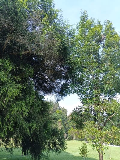 A verdant landscape unfolds under a pale blue sky. Lush green trees dominate the foreground, their branches intertwined. A grassy field stretches into the distance, dotted with smaller trees and bushes. The scene evokes a sense of tranquility and natural beauty. A hint of path can be seen at the far end of the scene.