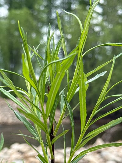 A close-up, shallow depth-of-field shot focuses on the bright green, slender leaves and thin stems of a young plant. The leaves are long and narrow, with some showing slight damage or irregularities along their edges. The plant is positioned in the foreground, with its base obscured by out-of-focus, light-colored pebbles and the blurred shapes of rocks. In the background, a body of water with a gentle current is visible, bordered by more rocks and vegetation. The overall environment suggests a natural setting, potentially near a riverbank. The location is identified as Murtygit, Russia. The image captures the delicate details of the plant's growth amidst its natural surroundings.