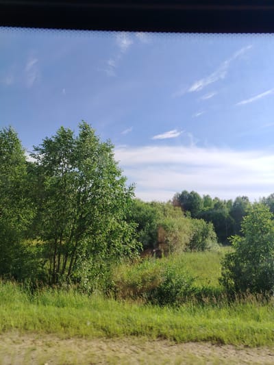 The image depicts a lush, green landscape under a bright blue sky with wispy white clouds. The foreground is dominated by tall, vibrant green grass. Behind the grass, a dense line of trees forms a natural barrier, with a variety of shades of green suggesting different types of foliage. The trees on the left side of the image are particularly prominent, with a large, leafy tree in the center. The overall impression is one of a rural or natural setting, possibly a meadow or field adjacent to a forest. There are no people or man-made structures visible in the image. The scene appears to be from Laiga, Russia, as indicated.