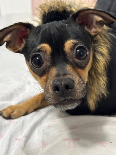 A small, black and tan dog with large, expressive eyes gazes upwards. The dog appears to be wearing a black jacket with a tan fur collar. Its ears are perked, and it has a dark nose and whiskers. The dog rests its paw on a white surface with a faint pattern. The overall impression is one of curiosity and affection.