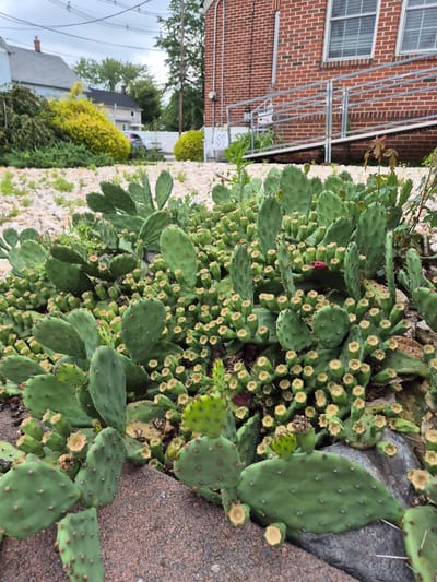 The image shows a dense patch of prickly pear cactus in the foreground, growing amongst rocks and gravel. In the background, a brick building with windows and an outdoor ramp is visible. Beyond the building, residential houses and trees can be seen under a cloudy sky. The scene appears to be an outdoor area in South River, United States of America, likely a commercial or public space given the building and ramp. There are no people visible in the image. The cactus is lush and green, with many pads and developing buds or flowers. The overall impression is one of a hardy, desert-like plant thriving in a suburban environment.