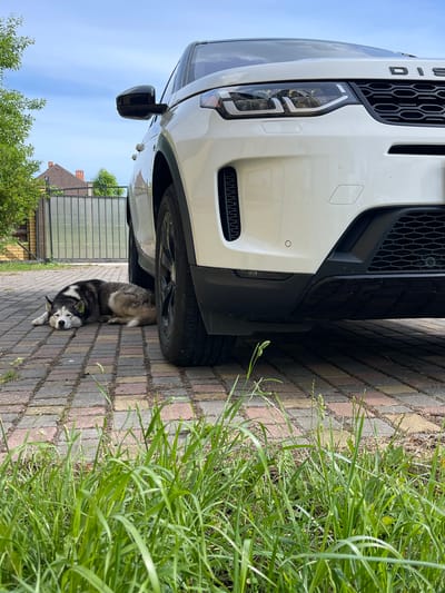 A husky dog is sleeping on a paved driveway next to a white SUV. The dog is lying on its side with its head resting on the ground. The SUV is parked to the right of the dog, and its front tire is close to the dog's body. The driveway is made of interlocking bricks, and there is some grass growing on the side of the driveway. In the background, there is a fence and some trees. The sky is blue with some clouds. The scene appears to be in a residential area. The city of Куликово, Russia, is not discernible from the image.
