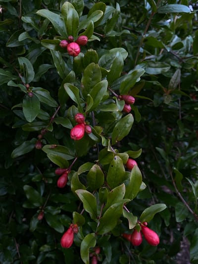 This is a close-up, eye-level, vertical, outdoor photograph of pomegranate flower buds on a branch, set against a dark, leafy background. The scene is located in Cairaclia, Moldova. The buds are a vibrant pink to red color and appear plump and rounded, some showing a slight crease or segmented appearance. They are clustered in groups of two to four. The leaves of the plant are a deep green, smooth, and slightly glossy, with some showing a reddish tint along the edges or veins. The lighting is subdued, creating a moody atmosphere, and there are no people or animals visible in the frame. The overall impression is one of natural growth and the anticipation of fruit.