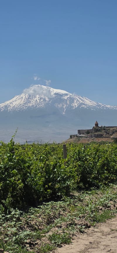 The image depicts a scenic view of Mount Ararat in Armenia, with a vineyard in the foreground. The mountain, a dormant volcano, is snow-capped and partially shrouded in clouds, indicating a significant elevation. In the mid-ground, a monastery complex is visible perched on a rocky outcrop. The monastery features a domed structure, characteristic of Armenian ecclesiastical architecture, and is surrounded by stone buildings. The foreground is dominated by lush green vineyard rows, with grapevines stretching across the frame. The ground is a mix of soil and some sparse vegetation. The sky is a clear blue, suggesting fair weather. The overall scene conveys a sense of natural beauty and historical significance, with the monastery and mountain serving as iconic landmarks in the Lusarat region of Armenia.