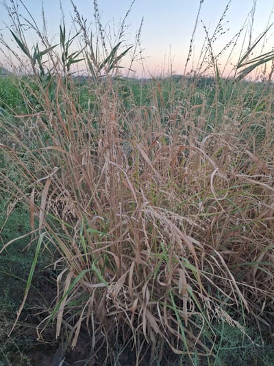 A close-up, eye-level, vertical shot captures a dense clump of dry, golden-brown grasses with some green blades interspersed. The grasses are tall and wispy, with seed heads drooping. In the background, out of focus, is a field of green vegetation and a pale sky with hints of pink and blue. The overall impression is of a natural, outdoor setting in the vicinity of Utmayli, Uzbekistan, likely during the late afternoon or early evening given the soft light. No people or animals are visible.