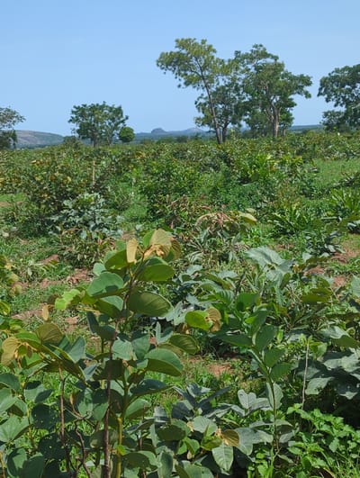 The image shows a view of a field in Agunu, Nigeria. The foreground is filled with dense green vegetation, including low-lying plants, shrubs, and possibly young trees. The leaves of some plants are large and round, with a distinct veining pattern. The ground is visible in patches between the plants.
In the midground, the vegetation becomes denser, with a mix of different types of plants and shrubs. Several mature trees are visible, with their branches extending towards the sky.
The background reveals a clear blue sky, suggesting a sunny day. A distant mountain range is visible in the distance, adding depth to the landscape. Overall, the scene portrays a natural environment with abundant vegetation.