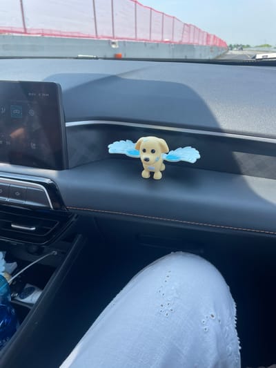 The image shows the interior of a car, with a light-yellow dog toy with blue wings stuck to the dashboard. The car's display screen is visible, showing a temperature reading of 30.0°C and a time of 10:44. A person wearing white clothing is partially visible to the right. The scene is set in Pozzolo Formigaro, Italy, as suggested by the location information. Through the window, construction safety barriers can be seen along the side of the road.