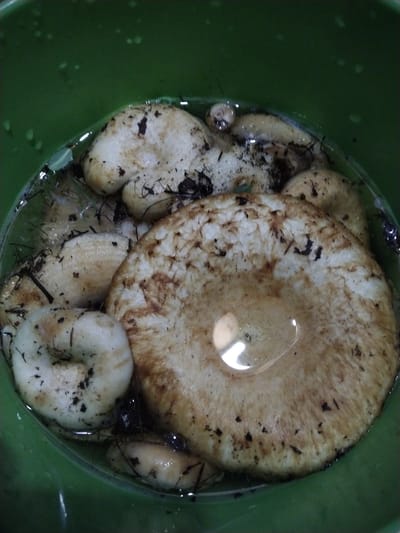 The image shows a close-up, overhead view of a green bowl filled with water and several large, white mushrooms. The mushrooms are partially submerged, and some dirt and plant debris are visible on and around them. One particularly large mushroom dominates the center of the frame, its cap facing upwards and showing a slightly indented center with a reflection of light. Other mushrooms, of varying sizes, are arranged around it, some appearing to be smaller and more irregularly shaped. The water in the bowl is clear, and the green of the bowl contrasts with the pale color of the mushrooms. The overall impression is of freshly harvested mushrooms being rinsed. The scene is likely in a domestic setting, possibly in preparation for cooking, given the bowl and water. There is no visible text in the image. The lighting suggests it could be daytime, but there are no specific cues to indicate the time of day or weather conditions. The location context provided is "Zelyonoye, Russia," which is a place name.