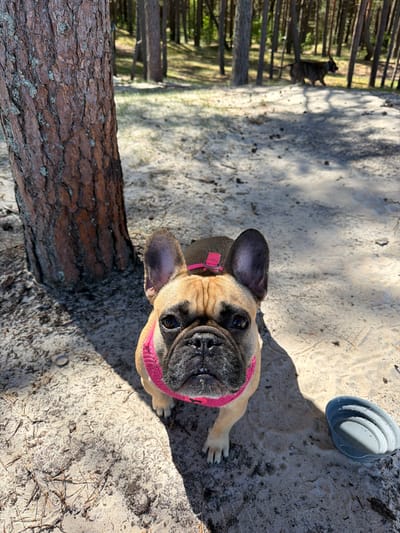 A French Bulldog wearing a pink collar stands in the sand. Beside it is a gray collapsible dog bowl. In the background is a forest with another dog standing amongst the trees. The location is Ragaciems, Latvia.