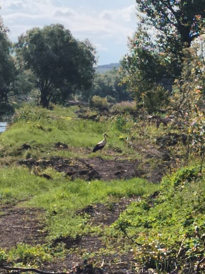 A white stork stands in a grassy area next to a body of water, with trees and a cloudy sky in the background. The image is set in Petarch, Bulgaria.