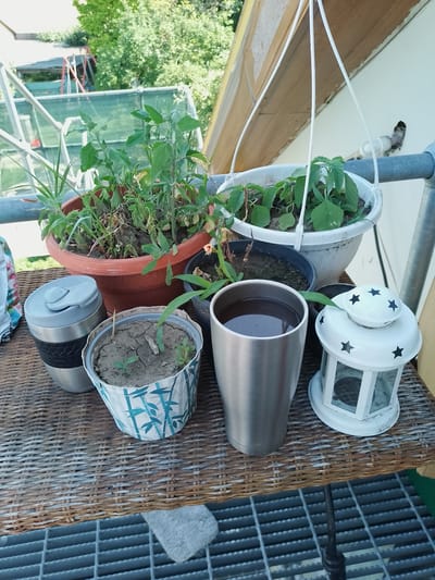 A close-up, slightly angled shot captures a collection of objects arranged on a woven surface, possibly a balcony or patio table. The foreground is dominated by a large, brushed metal mug filled with a dark liquid, positioned next to a small, decorative white lantern with star cutouts. To the left of the mug is a smaller, grey travel mug with a black textured band. Behind these, a pot with dry, cracked soil holds a few struggling seedlings, decorated with a blue and white bamboo pattern. Further back, a larger terracotta pot overflows with green plants, some appearing dry. A white hanging planter with more green plants is suspended above. The background shows lush green trees and hints of a structure, possibly a greenhouse, with a red swing set visible. The overall scene suggests an outdoor setting with a focus on potted plants and beverages, implying a moment of relaxation. The specific location in Nicorești, Romania, cannot be determined from the visual information provided.