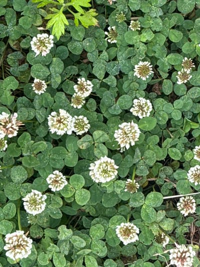 The image is an overhead, close-up shot of a dense patch of white clover flowers and their trifoliate leaves, interspersed with some green foliage at the top. The clover flowers are in various stages of bloom, with some fully open and others budded. The leaves are a vibrant green, some with small speckles of white or light green. The ground is dark and appears to be soil or mulch. The scene is natural and appears to be outdoors. There is no indication of any people, actions, or interactions. The image does not contain any identifiable landmarks or clues that would place it specifically in Kurilsk, Russia.