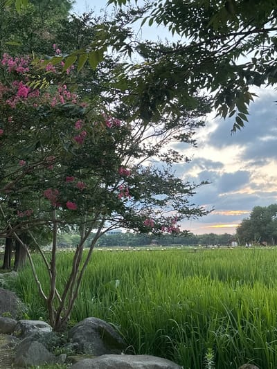 This is a vertical, eye-level shot of a field of tall, green grass with a tree in the foreground. The tree has pink flowers and is in the left half of the frame. The sky is cloudy with streaks of orange and yellow near the horizon, suggesting either sunrise or sunset. In the background, there are more trees, some small buildings, and what appear to be lights illuminating a path or border. Several people are visible in the distance, walking near the buildings. The foreground also includes several large, gray rocks. The location is likely a park or botanical garden in Jeonju-si, South Korea, possibly the Jeonju Hyanggyo area, which is known for its traditional Korean architecture and gardens.