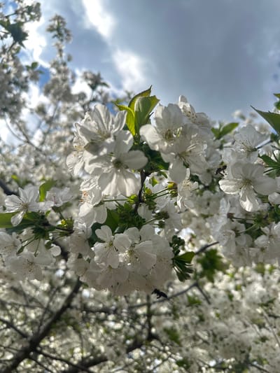 The image shows a tree with white blossoms. Two bees are visible: one is located on the top left flowers, the other is flying on the right side of the frame. Some green leaves are visible among the blossoms. In the background, there is a sky with light blue and gray clouds. It is a sunny day. The location, Choba, Bulgaria, cannot be verified from the image.