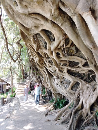 The image depicts a natural outdoor scene in Đức Lập, Vietnam. The dominant feature is a massive wall of intertwining, exposed tree roots, light brown to beige in color, occupying the right half of the frame. These roots are deeply integrated with a darker, rocky terrain underneath. A dirt path occupies the lower left and central portions of the image, illuminated by bright sunlight which casts shadows.
Three individuals are present on the path. The person on the far left is an adult walking towards the viewer, dressed in light-colored clothing. To their right, a second adult walks towards the viewer, wearing a light-colored long-sleeved shirt, dark pants, and a light pink baseball cap. A third adult, partially obscured behind the second person and the tree roots, is also walking towards the viewer and appears to be wearing a pink or red top.
To the left of the path, a series of stone steps ascends into the background. Further left and slightly behind the steps, a small, rustic structure with a thatched roof is visible amidst dense green foliage and trees. The overall environment suggests a forested or jungle-like setting with a prepared pathway for foot traffic.
