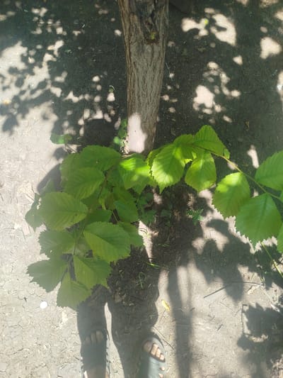 The image depicts an outdoor scene under dappled sunlight, likely in Nova Tarasivka, Ukraine. In the foreground, a person's feet are visible wearing sandals, standing on dry, cracked earth. A young plant with vibrant green leaves is growing near the base of a tree trunk. The tree trunk, with its rough bark, is a prominent vertical element in the center of the image. Shadows cast by tree leaves create a patterned effect on the ground, indicating it is daytime and the sun is shining. The ground appears to be soil with some scattered debris and dry vegetation. The overall impression is a natural, somewhat rustic setting.
