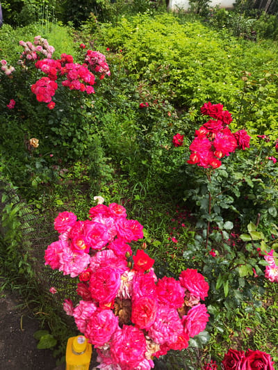 In Kerben, Kyrgyzstan, a dense garden bursts with vibrant roses. Clusters of bright pink and deep red blooms dominate the foreground, some appearing freshly watered with visible droplets on their petals. The roses grow amongst lush green foliage and grass, suggesting a well-maintained but wild garden setting. In the lower left corner, a bright yellow bottle with a label is partially visible near a dark, asphalt-like surface and a chain-link fence. The background is a dense tapestry of green leaves and plants, with hints of lighter green foliage and some vertical, onion-like plants in the distance. The overall impression is one of abundant natural beauty in a somewhat uncultivated outdoor space.