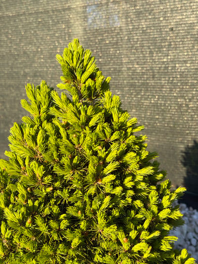 A close-up shot focuses on a vibrant green shrub with dense needles, situated against a backdrop of blurred, textured gray material. The shrub occupies the left side of the frame, while the textured backdrop fills the right. Lighting appears to be natural and sunny, casting highlights on the needles. There are no people or animals visible. The description is limited due to the lack of context.