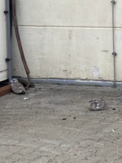 In Drochtersen, Germany, two young birds, likely seagulls, are resting on a cracked concrete surface. The bird on the left is positioned near a dark brown hose that is attached to a vertical gray pipe and leans against a light-colored, textured wall. The bird on the right is a bit further away from the wall and the hose. The environment suggests an outdoor area, possibly a courtyard or alley, with a building in the background. The lighting is neutral, indicating daylight.