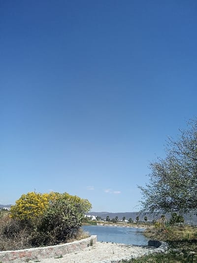 This image depicts an outdoor landscape under a clear, bright blue sky with a few sparse white clouds visible near the distant horizon. In the foreground, a low, curved stone retaining wall, constructed from light-colored, irregularly shaped stones, is present on the left, bordering a dry, light-colored ground area. To the left of this wall, a large bush with vibrant yellow foliage, consistent with flowering, is intermingled with a multi-stemmed cactus. From the right edge of the frame, a tree with light green-grey leaves extends into the scene.
The midground features a body of water, appearing as a pond or small lake, which reflects the blue sky. The far bank of this water body exhibits sparse green vegetation, including reeds, and a line of several palm trees. Beyond the water and palm trees, to the left, several white buildings with red roofs are observable. The background is composed of a continuous line of hazy blue hills or mountains stretching across the horizon. No individuals or specific actions are discernible. The environment suggests a warm, sunny climate. The scene is located in the city of La Venta, Mexico.