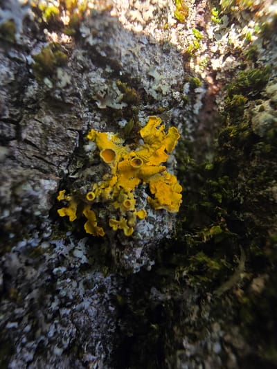 The image shows a close-up view of lichen and moss growing on tree bark. The lichen is bright yellow and has a lobed, somewhat ruffled appearance with small cup-like structures called apothecia. The moss is a deep green and appears to be growing in clusters on the textured, gray-brown bark. The lighting suggests it is daytime, with sunlight filtering through from the top right, creating highlights and shadows. The location is identified as Kostelec na Hané, Czechia.