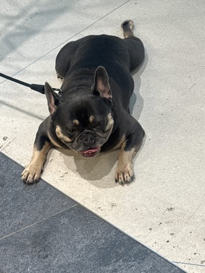 A dark-colored French Bulldog is lying on a tiled floor, which is a mix of light and dark grey tiles. The dog is positioned horizontally in the frame, facing towards the viewer. Its front paws are extended forward, and its hind legs are stretched out behind it. The dog's tongue is slightly visible, protruding from its mouth. A black leash is attached to the dog's collar and extends out of the frame to the left. The floor appears to be outdoors, possibly in a public area, given the presence of tiles and the lighting which suggests daylight. There are shadows cast on the floor, indicating a light source from the top right of the frame. The image captures a close-up view of the dog and its immediate surroundings. There is no identifiable information about the location being in Bratislava-Ružinov, Slovakia.