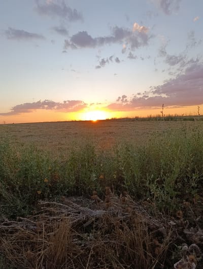 A wide shot captures a sunset over a rural landscape. The sun, a bright orb of yellow and orange, is low on the horizon, casting a warm glow across the sky. Wispy clouds, tinged with pink and purple, drift across a pale blue expanse. In the foreground, a field of dry, golden grass stretches towards the horizon, interspersed with patches of green vegetation. Some dead branches and dried plant stalks lie in a pile in the lower right corner. The scene appears to be a field in Jany Pahta, Kyrgyzstan.