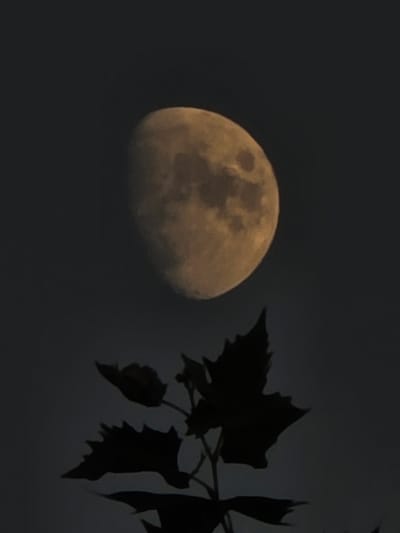 The image depicts a nearly full moon with a yellowish hue set against a dark, overcast sky. In the foreground, silhouetted against the moon, are the dark shapes of leaves and branches of a plant. The scene is devoid of any human presence or activity. The location is specified as Montrouge, France. The overall impression is one of a serene, nocturnal natural scene.