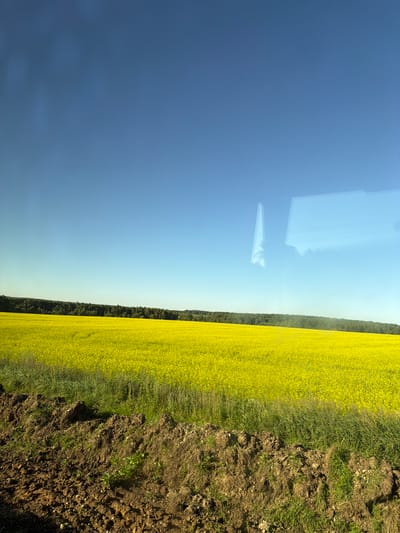 The image depicts a vast, vibrant yellow field of rapeseed flowers under a clear blue sky. The field stretches to the horizon, meeting a dark green line of trees in the distance. In the foreground, the textured earth and grass create a contrast with the floral expanse. A faint reflection of what appears to be structures or clouds is visible on the surface of the sky, suggesting the image was taken through a window. The location is identified as Novoe Kleimenovo, Russia. There are no people or animals present in the scene, and the environment is natural and agricultural.