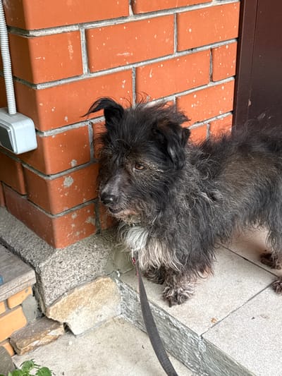 A medium-sized, black and gray, wire-haired dog is lying down on a brick ledge next to a gray stone patio. The dog has a leash attached. A white electrical box and corrugated cable are visible near the bricks. The location is presumed to be Severnyi, Russia. No people are visible.