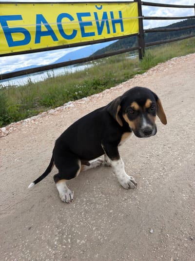 A medium shot captures a young dog with black, tan, and white fur sitting on a gravel path in Tsigov Chark, Bulgaria. The dog is looking towards the camera with its head tilted slightly. In the background, a yellow banner with blue Cyrillic lettering that reads "БАСЕЙН" (Pool) is visible, attached to a wooden fence. Beyond the fence, a body of water and rolling hills with trees can be seen under a partly cloudy sky. The ground is covered in a mix of gravel and small stones.