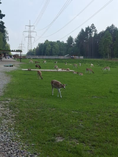 The image depicts a herd of fallow deer grazing in a grassy enclosure, likely at a deer farm or park in Karčiupis, Lithuania. In the background, tall power line towers and cables stretch across the sky, indicating proximity to a rural or semi-rural area. A group of people are seen walking near a wooden structure on the left side of the image, suggesting a visitor area. The enclosure features wooden fencing and a raised platform where some deer are resting or feeding. The overall environment is a wide, open green field bordered by trees.