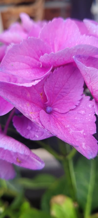 The image is a close-up, macro photograph of pink hydrangea flowers, possibly taken after a rain as water droplets are visible on the petals. The focus is on the intricate details of the flower's structure, including the ruffled edges of the petals and the central stamen. The background is blurred, suggesting it might be an outdoor setting with foliage and a hint of a brick wall.

Without further information, it is impossible to determine the specific location within Dietzenbach, Germany.