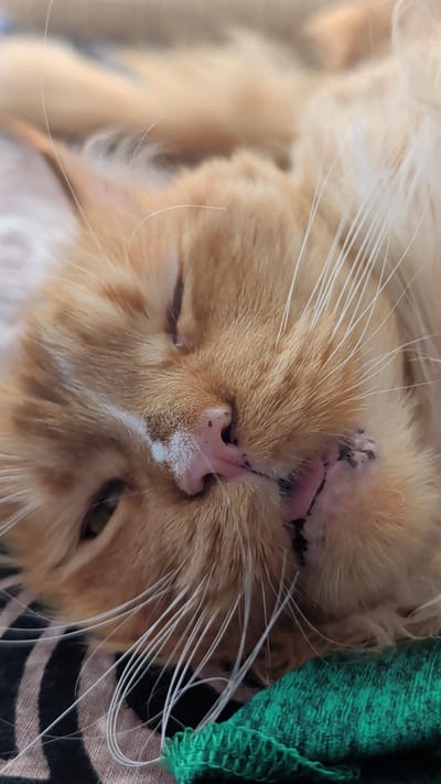 This is a close-up, rotated image of an orange tabby cat's face. The cat appears to be sleeping or very relaxed, with one eye mostly closed and the other partially open, revealing a green iris. The cat's fur is a warm orange color, and its white whiskers are prominent against its face. The cat's nose is a soft pink with small dark spots. Its mouth is slightly open, showing a glimpse of its pink tongue. The background is blurred, with a hint of a green textured fabric and a black and white patterned surface, possibly a blanket or bedding. The lighting suggests it could be daytime, but the indoor setting and relaxed pose make it hard to determine the exact time or weather. The image evokes a sense of peacefulness and comfort.