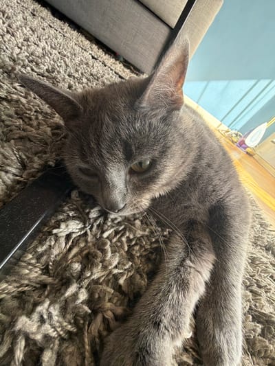 A gray cat is lying on a gray shag rug. The cat is positioned in the center of the frame, with its head resting near a black object that appears to be part of the rug or furniture. The cat's fur is short and dense, with visible whiskers. The rug is textured and dense. In the background, there is a window with natural light, a wooden floor, and a piece of furniture with gray fabric. The exact location within Lørenskog, Norway, cannot be determined from the image.