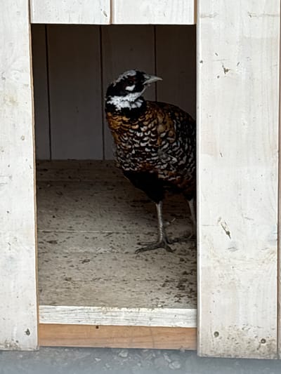 A vibrant male pheasant is observed peering out from an enclosure, framed by two weathered horizontal white wooden planks. The bird's head, neck, and part of its body are visible, showcasing an intricate plumage pattern of black, white, brown, and hints of orange/gold. It features a small, pointed crest or tuft on its head above a dark eye. One leg is also visible, braced against an inner wall.
The interior of the enclosure presents a varied background: a darker, horizontally paneled wooden wall is visible to the bird's left, while a rough, speckled concrete-like wall occupies the space to its right. The pheasant's posture suggests it is actively looking towards the left side of the frame.
The bright, even lighting indicates a daytime setting. The white wooden planks framing the scene show signs of wear, including chipped paint and minor surface imperfections, with visible nail or screw heads. The overall setting implies an animal enclosure within a rural or farm environment, aligning with the provided location context of Gay-Kodzor, Russia. There is no visible text in the image, and no specific emotions are conveyed by the bird.