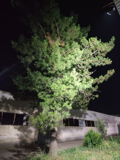 A large pine tree is illuminated by artificial light at night, casting shadows on a dilapidated industrial building. The building appears to be a warehouse or factory, with broken windows and a metal door. The tree's branches are dense with green needles, and some cones are visible. The ground is covered in dry grass and weeds. The sky is dark, indicating nighttime. The image appears to have been taken in Dangir, Uzbekistan.