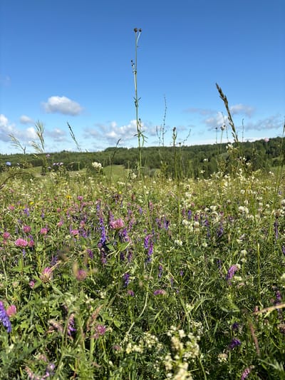 The image depicts a vibrant wildflower meadow under a bright blue sky with scattered white clouds. The foreground is filled with a dense carpet of blooming flowers, predominantly in shades of purple, pink, and white, interspersed with tall green grasses and seed stalks. A line of dark green trees forms the horizon, with a hint of a gentle slope beyond them. The scene appears to be a natural landscape, likely a field or meadow, and is devoid of any man-made structures or human presence. The location is identified as Permyaki, Russia, suggesting a rural or semi-rural setting characterized by open fields and natural vegetation.