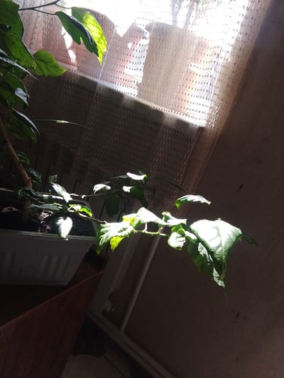 The image shows a plant with green leaves in a white pot. The plant is near a window with a sheer curtain, and sunlight is streaming through, creating bright highlights on the leaves and a shadow on the wall. The setting appears to be indoors, likely a residential space in Nor Geghi, Armenia, given the context. There are no people or specific actions depicted. The scene is dimly lit due to the natural light source from the window.