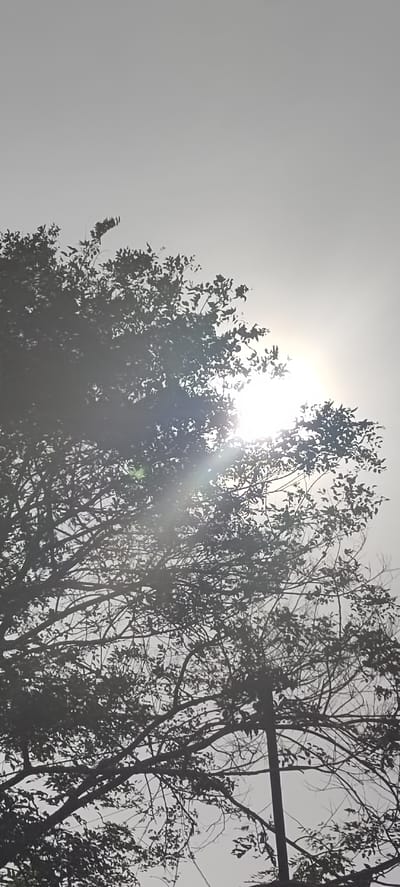 The image shows a dense tree canopy silhouetted against a bright sky. The sun is visible, partially obscured by the leaves and branches, casting lens flare and rays of light downwards. The leaves are dark and detailed, creating a textured pattern against the lighter sky. The branches are intricate and spread widely, forming a complex network. The overall impression is one of sunlight filtering through foliage. The context of Matangpanyang, Indonesia is not directly evident from the visual information alone.