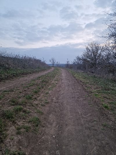 The scene depicts a rural dirt path in Sini Vir, Bulgaria, under an overcast sky during low light conditions. The main path, composed of dark earth with sparse green and dry grass patches, extends from the foreground into the distance, curving slightly to the right. A narrower subsidiary path branches off to the left in the immediate foreground.

To the left, a gentle rise is covered in dense, dry, thorny vegetation. A dark, amorphous flock of birds (murmuration) is visible in the upper left quadrant, silhouetted against the sky, positioned above this rise. The right side of the path is bordered by a dense thicket of bare deciduous trees and shrubs with fine branching, some exhibiting early foliage buds.

Further along the main path, individual saplings or small trees are sparsely distributed. A faint fence line is discernible on the distant horizon, situated between these trees. The sky is largely covered by layered grey and light blue clouds. No human activity or prominent artificial structures are present.