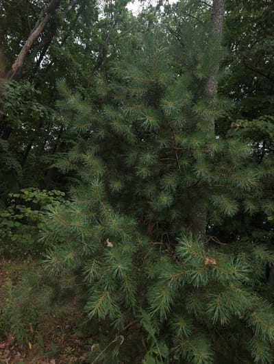 An eye-level medium shot captures a young evergreen tree with abundant needles. The tree's trunk is visible on the right side of the frame, and its branches extend across the image. In the background, a dense forest of deciduous trees with dark green foliage creates a somber atmosphere. The ground beneath the evergreen is covered in dry leaves and sparse green undergrowth. The scene is set in Perliavka, Ukraine.